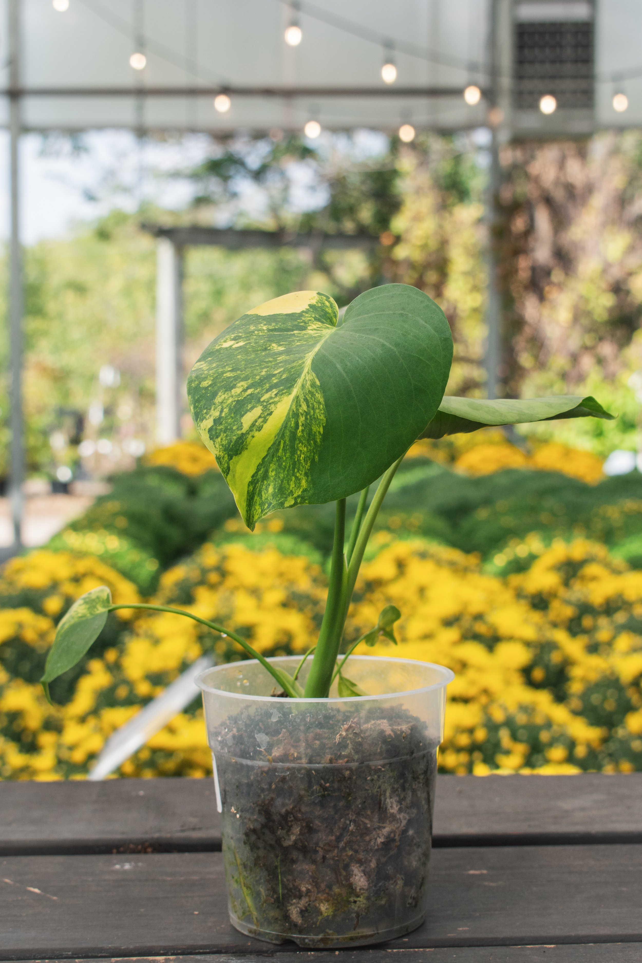 Monstera deliciosa yellow marilyn. モンステラ デリシオーサ極 Monstera deliciosa yellow marilyn. モンステラ デリシオーサ極